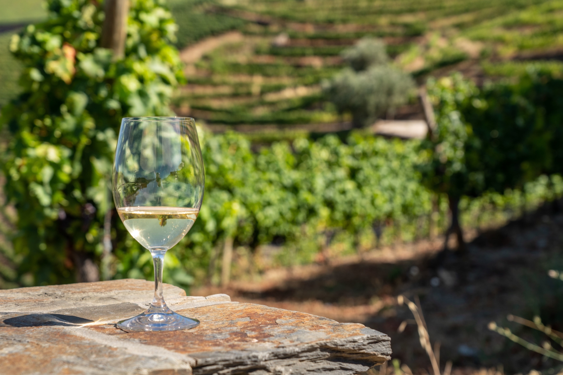 Un verre de vin blanc du Douro sur fond de vignobles