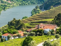 Domaine viticole