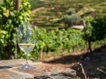 Dégustation de vins