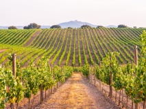 Vignoble Alentejo