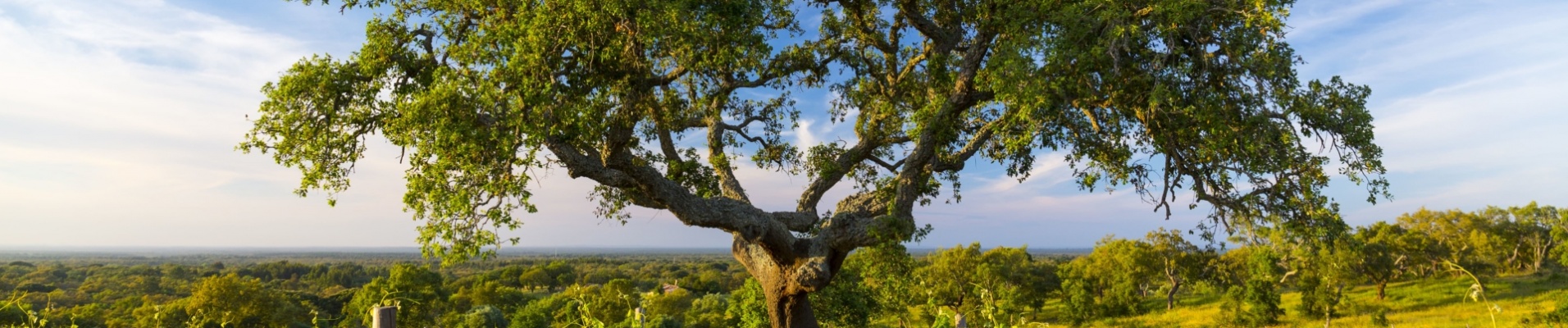Vignoble de l'Alentejo