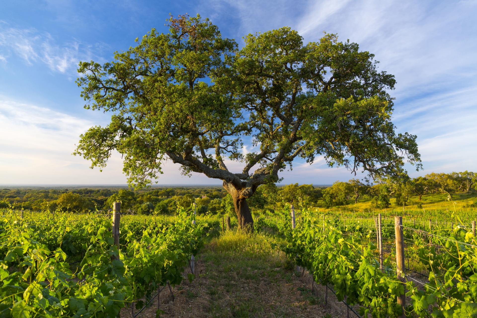 Vignoble de l'Alentejo