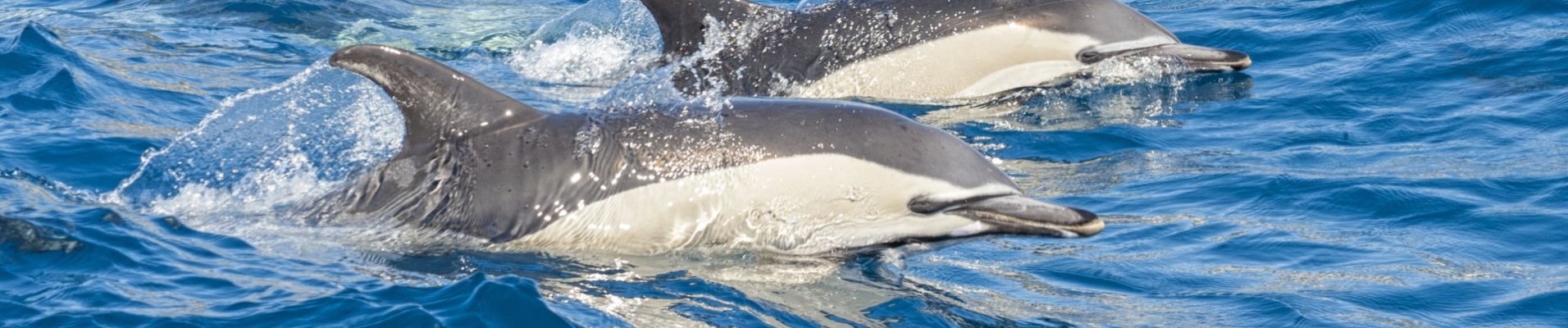 Dauphins évoluant au large des côtes portugaises