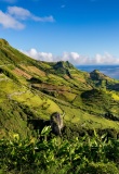 Paysage des Açores