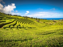 Plantations de thé de Sao Miguel